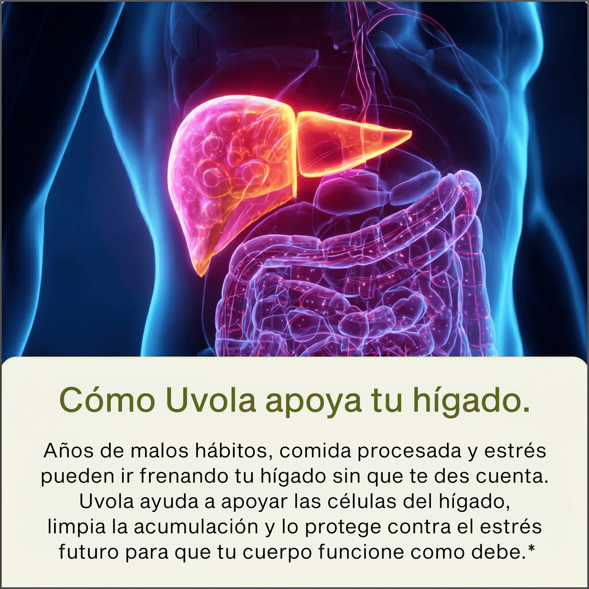 Uvola - Apoyo Con Cardo Mariano
